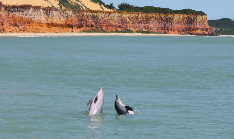 Golfinhos na Praia Baia dos golfinhos em Pipa